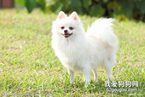 博美犬如何训练 这些方法你一定要记清楚了