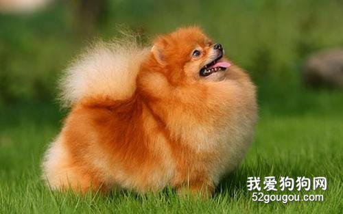 博美犬如何训练 这些方法你一定要记清楚了