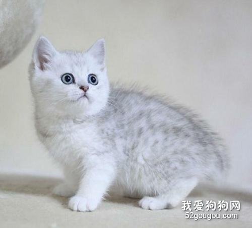 猫咪呕吐是怎么回事 猫咪呕吐的原因有哪些？