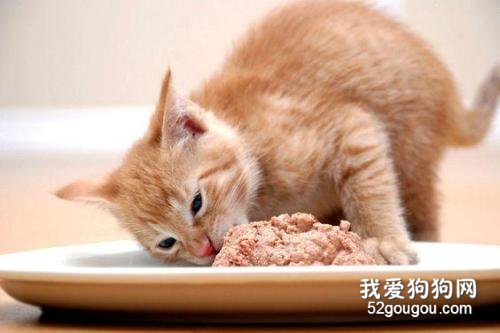 猫多大可以吃卵磷脂?