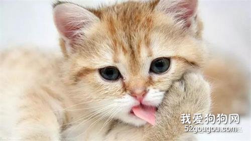 猫多大可以吃卵磷脂?