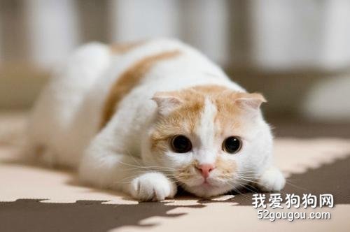 猫咪寄养需要注意什么?