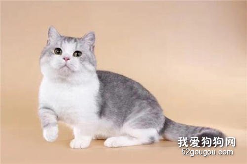 猫咪寄养需要注意什么?