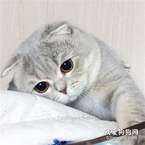 折耳猫能活多长时间?