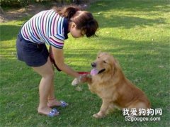 金毛如何训练 训练金毛犬的小技巧