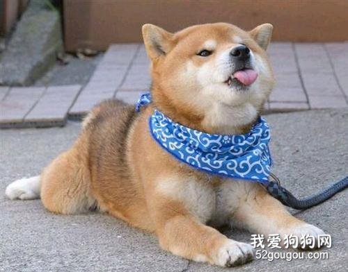 柴犬一直咳嗽，咳嗽是柴犬感冒病症吗