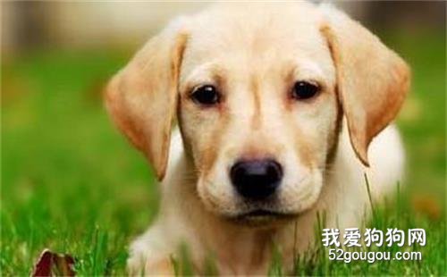 这6种优异的“优选伴侣犬”，你最要想养哪一种？