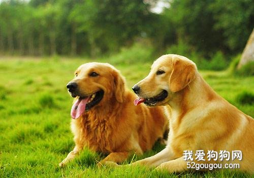 这6种优异的“优选伴侣犬”，你最要想养哪一种？