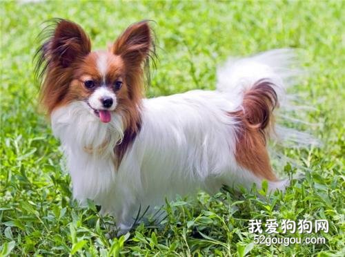 适合家养的小型犬有哪些