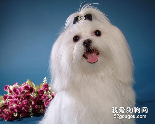 适合家养的小型犬有哪些