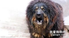 哪些狗狗属于超大型犬？巨型犬的价格