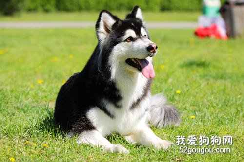 适合家养的大型犬有哪些？