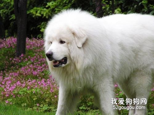 适合家养的大型犬有哪些？