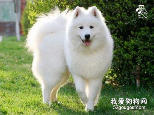 适合家养的大型犬有哪些？