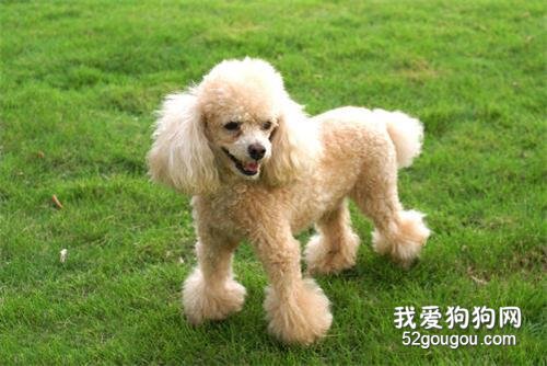 母犬绝育后的脾气变化了怎么办？