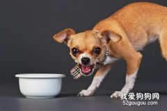 <b>狗狗护食怎么办?如何纠正狗狗护食的习惯</b>