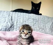 <b>黑猫生的第一窝小猫没活，去外面找了一只小猫，把它当孩子养</b>