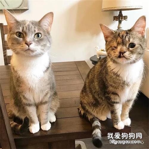 <b>怀孕猫咪上门求包养，却生下“怪猫”，铲屎官选择…不放弃！</b>