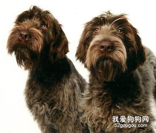 硬毛指示格里芬犬价格|饲养|智商及体态特征