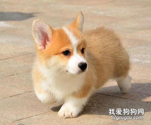 喂养柯基犬必须了解它的5大缺陷