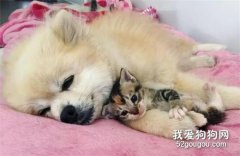 <b>狗狗带回一只奶猫，领着猫咪向主人撒娇：猫咪这么可爱快带它回家</b>