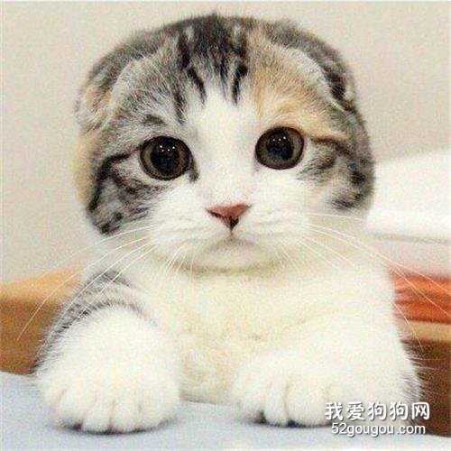 猫每天补充牛磺酸多少克？ 过量会怎样？