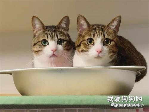 <b>看到将被安乐的流浪猫，铲屎官惊呼“神了！”秒收养！</b>