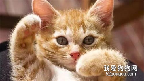 猫猫发出呼噜呼噜的声音是什么意思 并不是睡着了！