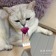 猫可以吃火龙果吗 肠胃不健康就不要喂食了