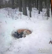 <b>流浪狗妈妈暴风雪中产子，雪地里做窝，用身体温暖小奶狗……</b>