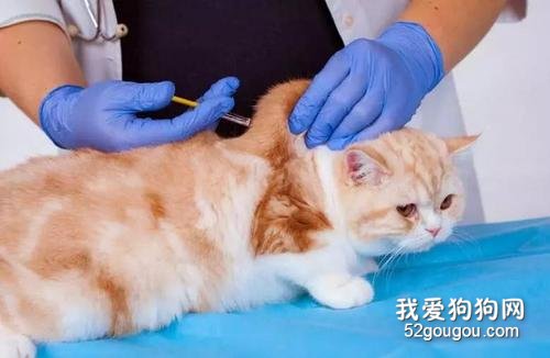 七八个月的猫还能打疫苗吗 有什么注意事项