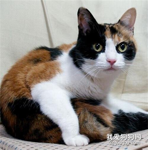 三色猫公猫有繁殖能力吗 