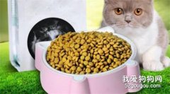 两个月的猫吃猫粮要泡吗 怎么泡能保留营养？