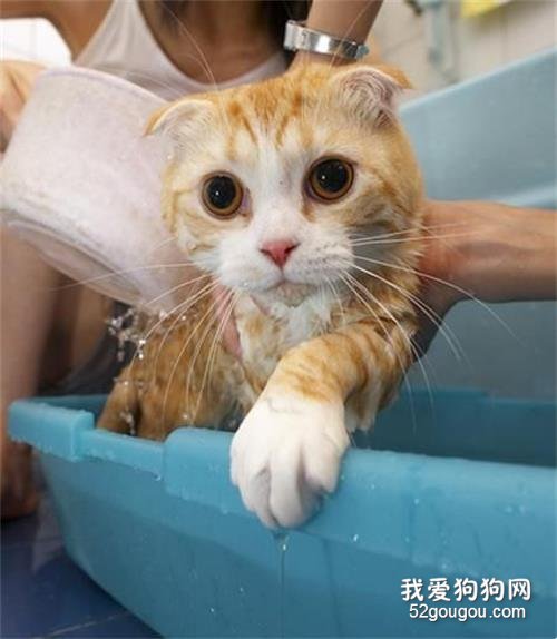 给猫咪洗澡注意什么 这些知识点都需要记住了！