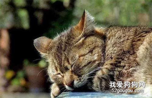 <b>流浪猫在男子怀里取暖，相处12年后不幸走丢，再见时它已经19岁了</b>