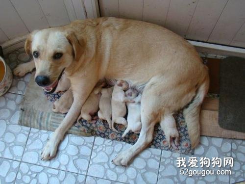 母犬产后无奶如何治疗？