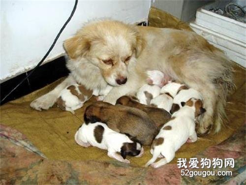 母犬产后无奶如何治疗？