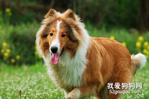 母犬产后抽搦症如何治疗？