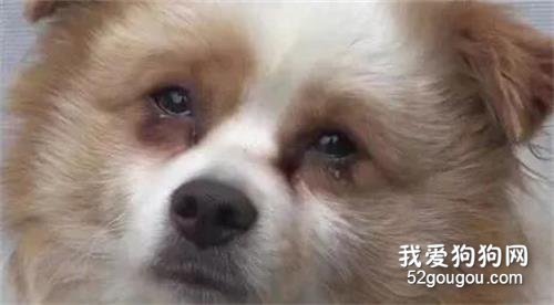 <b>田园犬被宠主抛弃，做出的举动让附近居民动容……</b>