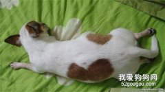 <b>狗怀孕怎么护理 喂食要逐渐增多</b>