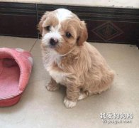 <b>幼犬上厕所的六个训练要点</b>