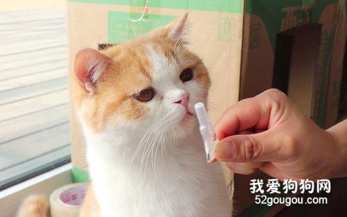 猫咪的体内外驱虫注意事项