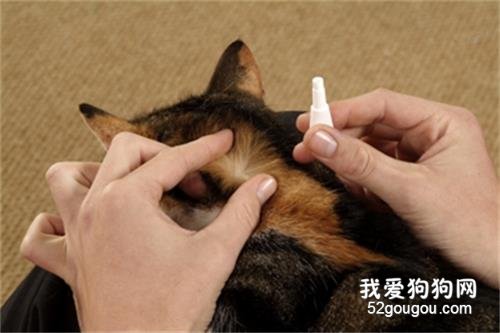 猫咪的体内外驱虫注意事项