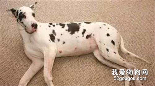 狗狗怀孕怎么护理 喂食要逐渐增多