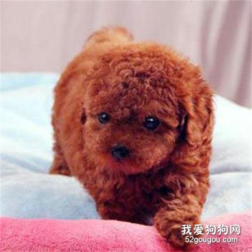 贵宾犬品种有哪些 一共有四种不同品种！