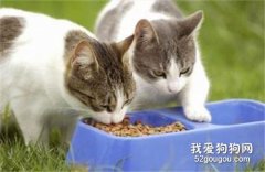 <b>养小猫要准备哪些东西 只买必需品！</b>