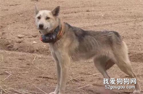 <b>主人怕惹麻烦便将狗狗遗弃，狗狗却寻找主人2年，孩子也没能保住</b>