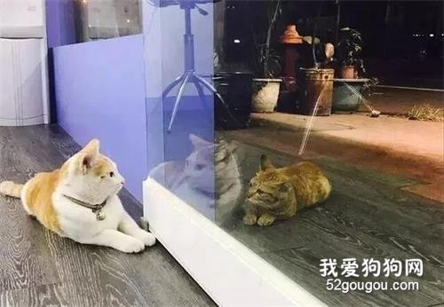 <b>流浪猫找家猫玩，但被凶了，一脸失落的表情太可怜了</b>