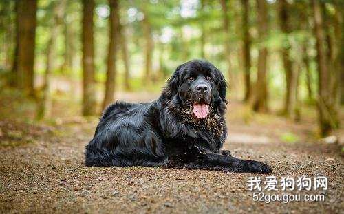 纽芬兰犬聪明吗，纽芬兰犬智商排名第几？