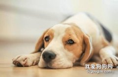 <b>狗狗为什么会吞食异物?狗狗吞食异物怎么办?</b>